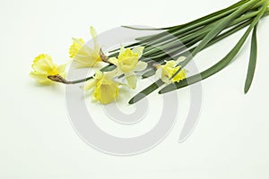 Bouquet of yellow daffodils fallen on white background