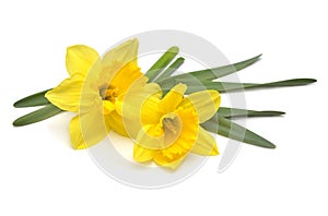 Bouquet of yellow daffodils flowers isolated on white background