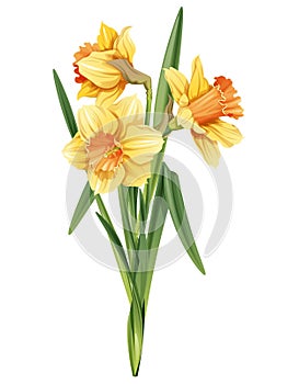 Bouquet of yellow daffodils on an isolated background. Illustration of spring flowers. Decor for Easter