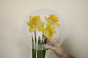 bouquet of yellow daffodils w lush buds. Woman with spring flowers. copy space for text.