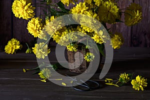 Bouquet of yellow dahlia flowers in wicker vase on dark wooden background, still life with yellow dahlia flowers, scissors