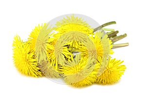 Bouquet of yellow dandelions