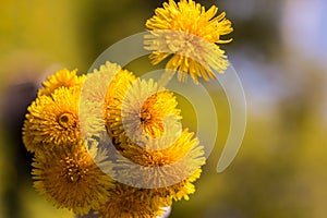 Bouquet of yellow dandelions. Field flowers. Spring, summer, flowering. Bee, sun