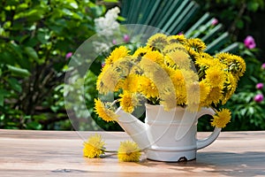 A bouquet of yellow dandelions in a white metal teapot, vase. Beautiful spring, summer background with a copy of the space