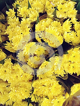 Bouquet of yellow flowers