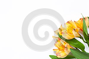 Bouquet of yellow flowers alstroemeria on white background. Flat lay. Horizontal. Mockup with copy space for greeting card