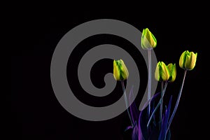 Bouquet of yellow green tulips on black background with copy space