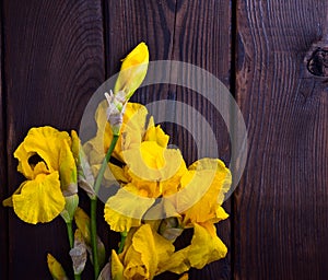 Bouquet of yellow iris on a brown wooden background