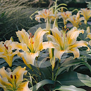 A bouquet of yellow lilies