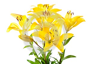 Bouquet of yellow lilies