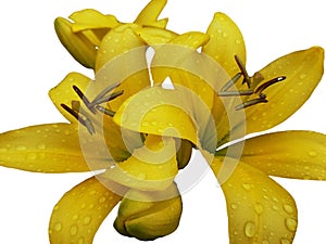 Bouquet of yellow lilies on a white background