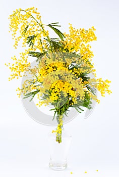 Bouquet of a yellow mimosa