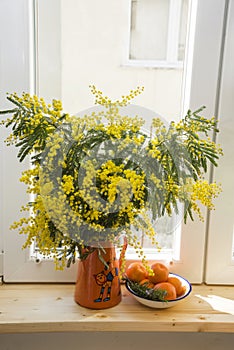 Bouquet of yellow Mimosa in an orange teapot on a wooden windowsill and a Mandarin saucer on a white window background close-up,