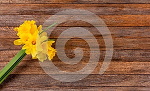 A bouquet of yellow narcissus flowers on a brown wooden background with copy space.