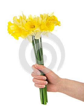Bouquet of yellow narcissuses in the female hand