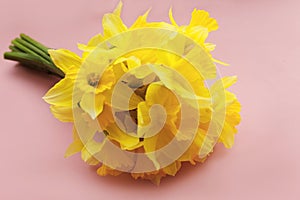 Bouquet of yellow nartsys on a pink background