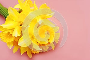 Bouquet of yellow nartsys on a pink background