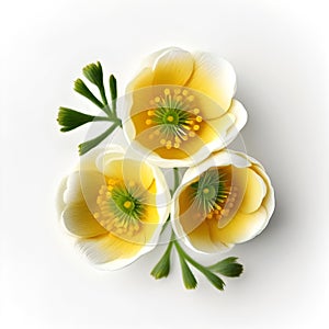 Bouquet of yellow orange buttercup crowfoot flower plant with leaves isolated on white background. 3D rendering