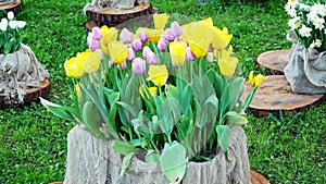 Bouquet of yellow and pink tulips standing on a stump in the Park.