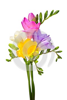 Bouquet yellow, pink and violet freesia isolated on white background