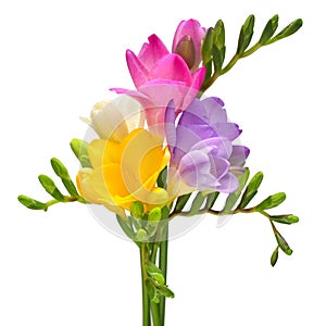 Bouquet yellow, pink and violet freesia isolated on white background