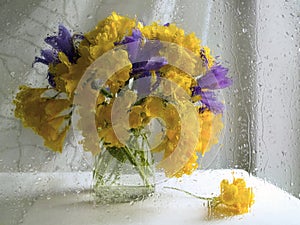 A bouquet of yellow and purple freesia on a white background. Shooting through wet glass. Drops, impressionism, complementary