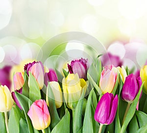 Bouquet of yellow and purple tulip flowers