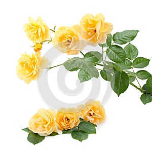 Bouquet of yellow roses