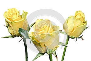 Bouquet of yellow roses isolated on white background
