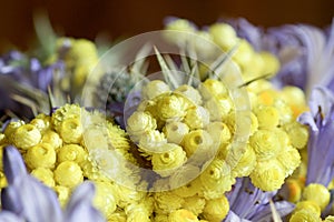 Bouquet of yellow small flowers helichysum and lilac flowers