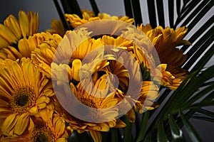 Bouquet of yellow Transvaal daisy flowers