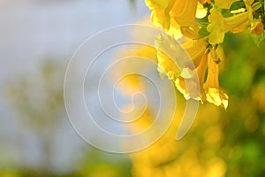 A bouquet of yellow trumpetbush flower blossom with silhouette sunset