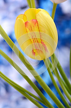 Bouquet of yellow tulips against a blue background, close up