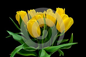 Bouquet of yellow tulips on a black background