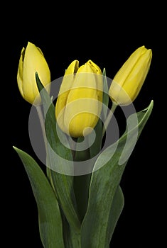 Bouquet of yellow tulips on black background