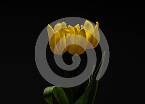 A bouquet of yellow tulips on a black background.