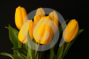 Bouquet of yellow tulips on a black background. Selective focus