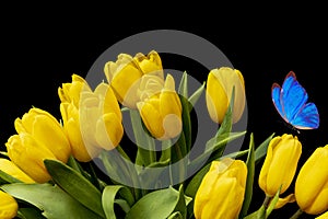 Bouquet of yellow tulips with a blue butterfly on a black background. flowers in the garden. moth postcard