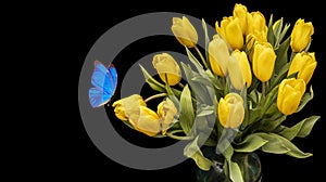 A bouquet of yellow tulips with blue butterfly isolated on a black background. beautiful flowers with moths. Isolate