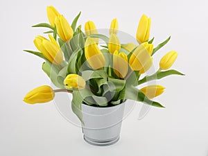 Bouquet of yellow tulips in bucket isolated on white