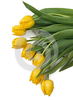 Bouquet of yellow tulips, copy space. Spring fresh flowers, mockup for mothers day, valentine or wedding greeting card.