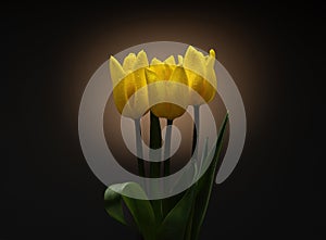 A bouquet of yellow tulips with drops of water on a black background with orange lighting.