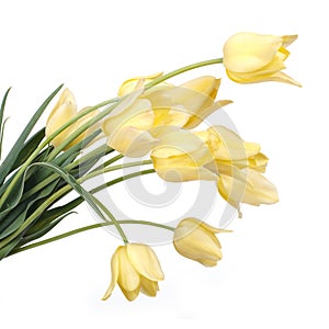Bouquet of yellow tulips isolated on white