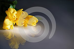 A bouquet of yellow tulips for Women`s Day on a dark background.  Women`s day  greetings.