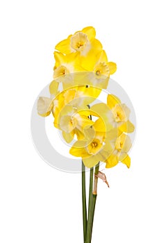Bouquet of yellow and white jonquils
