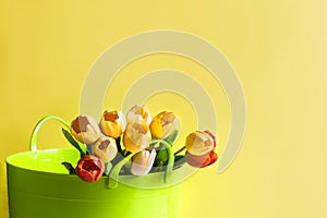 Bouquet of yellow, white and orange tulips in green garden basket on bright background