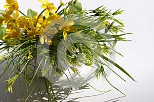 Bouquet of yellow wild flowers in ceramic vase on white table background.