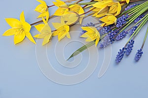 A bouquet of yellow wild tulips and blue muscari.