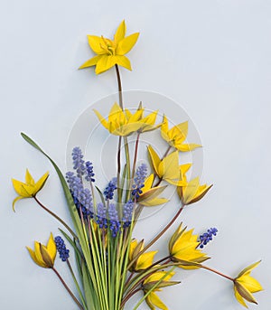 A bouquet of yellow wild tulips and blue muscari.