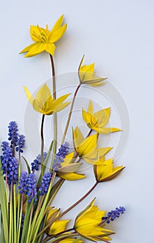 A bouquet of yellow wild tulips and blue muscari.